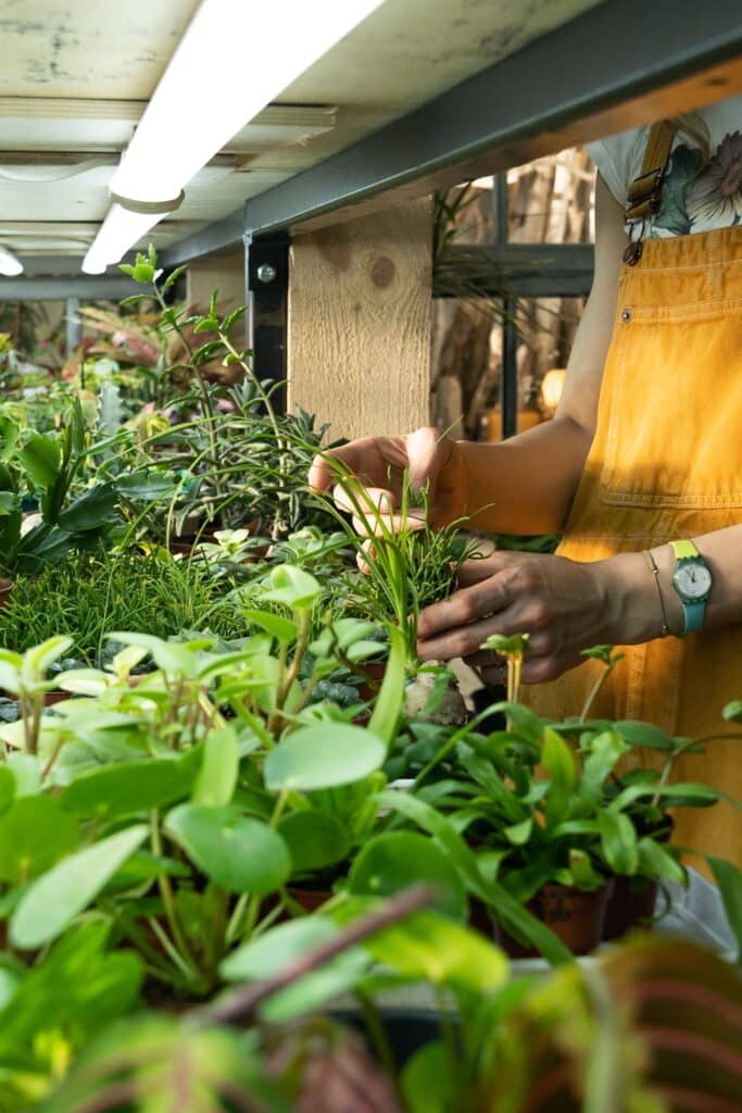 allee-de-fleurs-jardin-des-lices